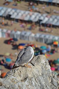 Close-up of bird perching on rock