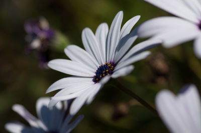 Close-up of white flowers growing outdoors