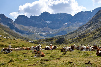 Horses in a field