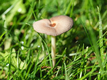 High angle view of mushroom amidst grass