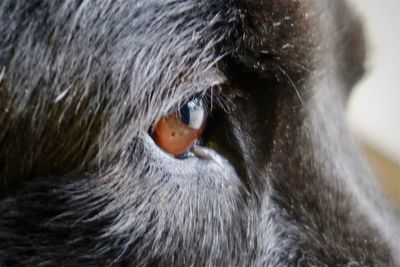 Close-up portrait of a horse