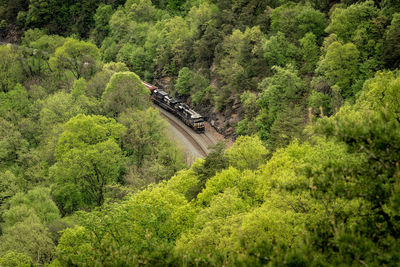 Train amidst trees in forest