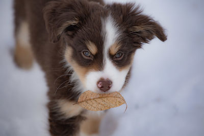 Close-up portrait of dog