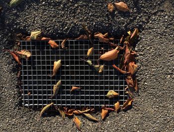 High angle view of crab