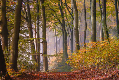 Trees in forest during autumn