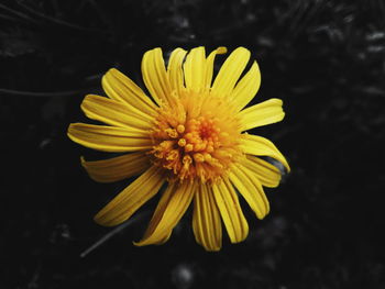 Close-up of yellow flower against black background