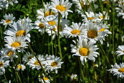 Close-up of white daisy flowers