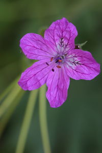 Close-up of pink flowering plant