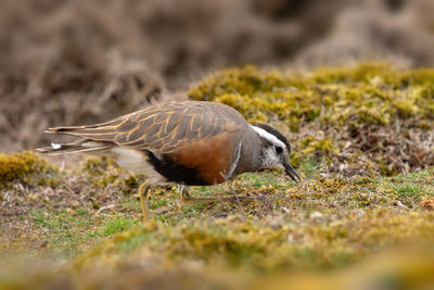 Close-up of a bird on land