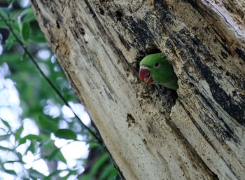 Low angle view of parrot perching on tree trunk