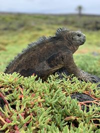 Close-up of sea iguana on santa cruz island galapagos 