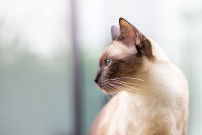 Close-up of a cat looking away