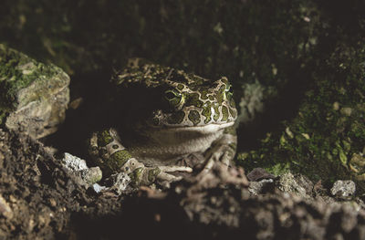 Close-up of frog on land