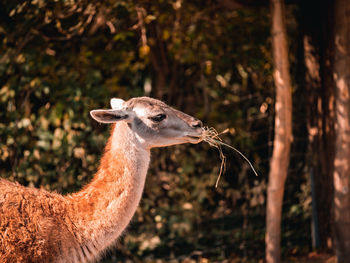 Close-up of an animal