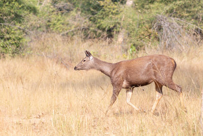 Side view of giraffe on land