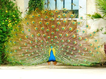 Bird perching on umbrella against blue sky