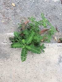 High angle view of plant