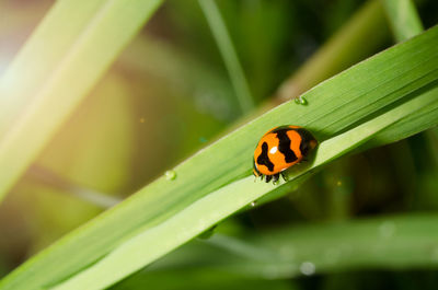 Close-up of ladybug on leaf