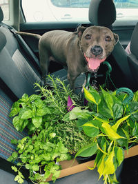 Portrait of dog in car