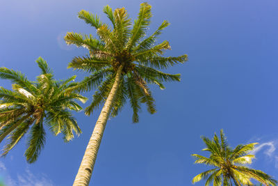 Beautiful morning view in indonesia. coconut tree under the blue sky in the morning