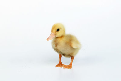 Close-up of a bird against white background