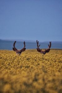 View of crab on beach against sky