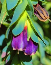 Close-up of purple flowering plant