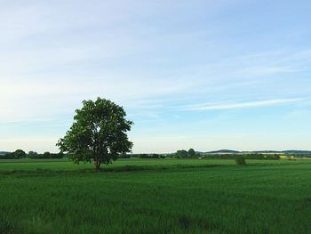 Trees on grassy field