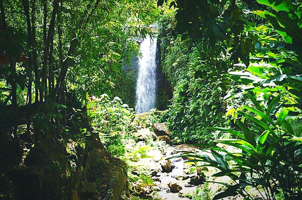 tree, waterfall, water, forest, beauty in nature, nature, motion, scenics, growth, flowing water, green color, long exposure, tranquility, plant, flowing, rock - object, tranquil scene, idyllic, lush foliage, outdoors