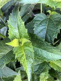 Close-up of green leaves