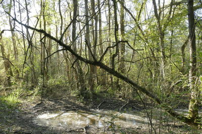 Scenic view of forest