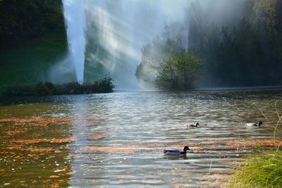 Ducks swimming in lake