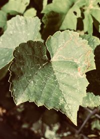 Close-up of water drops on leaf