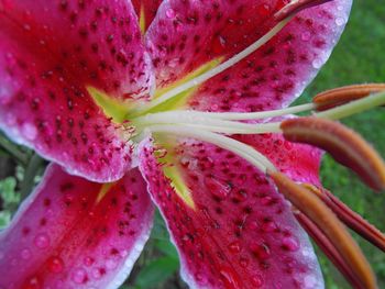 Close-up of pink flower blooming in park