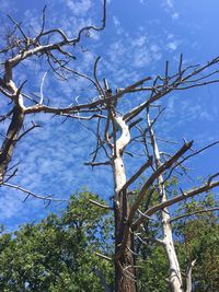 Low angle view of bare tree against sky