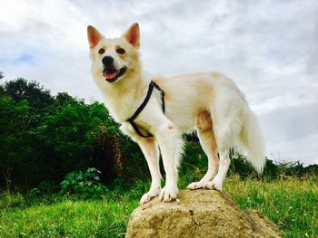 Portrait of dog standing on grass against sky