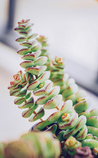 Close-up of succulent plant