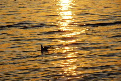 Silhouette duck swimming in sea