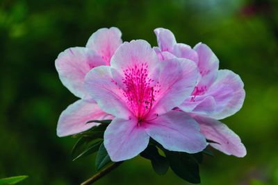 Close-up of pink flower