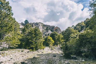 Scenic view of trees and mountains against sky