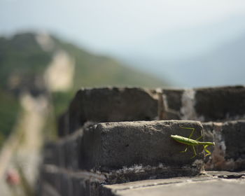 Close-up of praying mantis on retaining wall at great wall of china