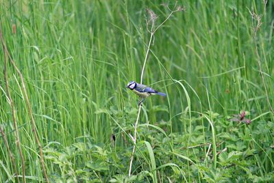 Close-up of a bird perching on grass in field