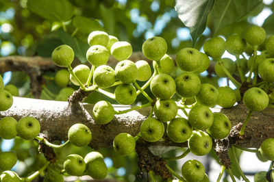 Close-up of grapes growing on tree