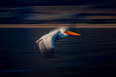 Close-up of bird flying against sky at night