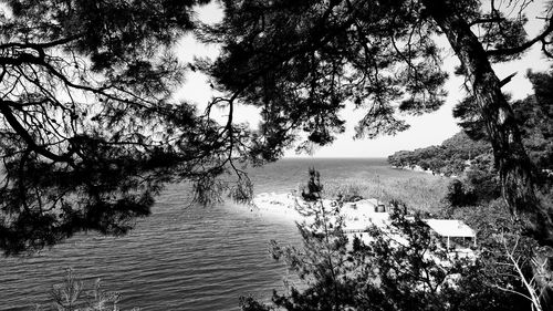 Trees by sea against sky