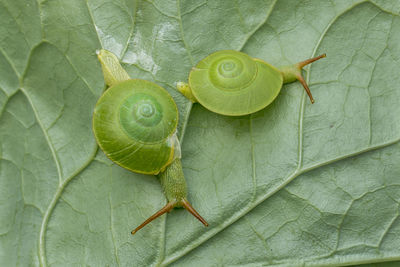 High angle view of green leaves on plant
