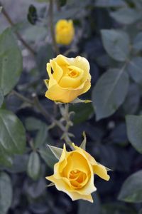 Close-up of yellow rose