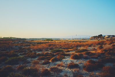 Scenic view of landscape against clear sky