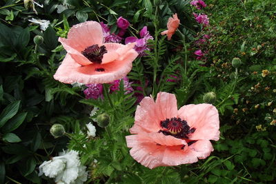 Close-up of pink flowering plants