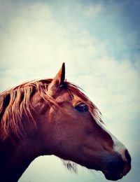 Close-up of a horse against the sky